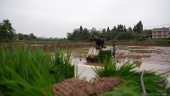 沉庆大脚：45万亩水稻插秧全面启动